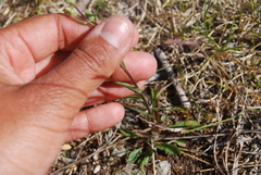 Erigeron acris kamtschaticus