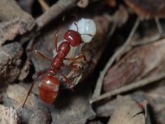 Polyergus mexicanus