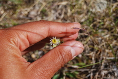 Erigeron acris kamtschaticus