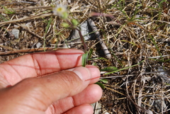 Erigeron acris kamtschaticus