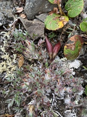 Oxytropis huddelsonii