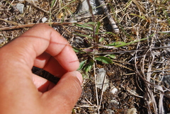 Erigeron acris kamtschaticus