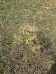 Cylindropuntia davisii