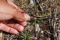 Erigeron acris kamtschaticus