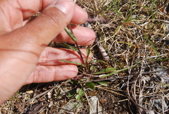 Erigeron acris kamtschaticus