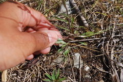 Erigeron acris kamtschaticus