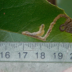 Epiphthora melanombra