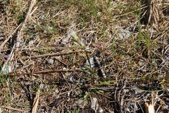 Erigeron acris kamtschaticus