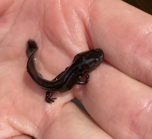 Unisexual Mole Salamander