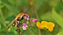 Hemaris aethra