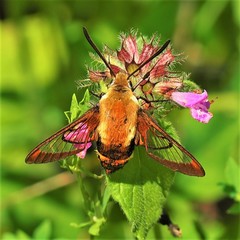 Hemaris aethra
