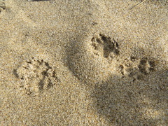 Spilogale gracilis
