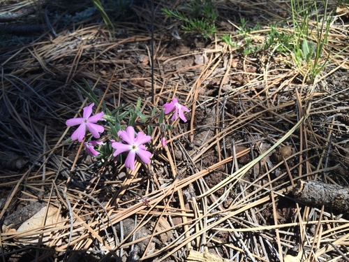 Phlox woodhousei, photograph 5