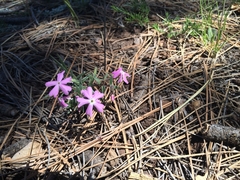 Phlox woodhousei, photograph Alan Prather, CC BY, iNaturalist via GBIF