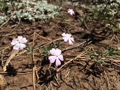Phlox woodhousei, photograph Alan Prather, CC BY, iNaturalist via GBIF
