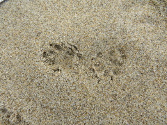 Spilogale gracilis