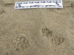 Spilogale gracilis