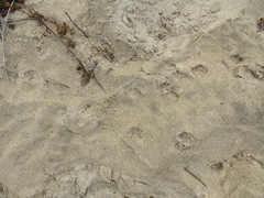 Spilogale gracilis