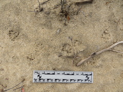 Spilogale gracilis
