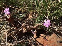 Phlox woodhousei