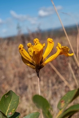 Handroanthus coronatus