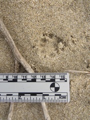 Spilogale gracilis
