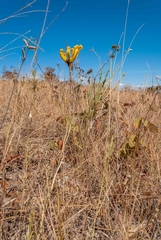 Handroanthus coronatus