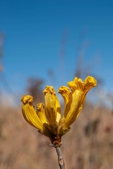 Handroanthus coronatus