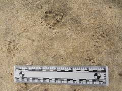 Spilogale gracilis