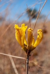 Handroanthus coronatus