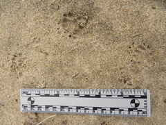 Spilogale gracilis