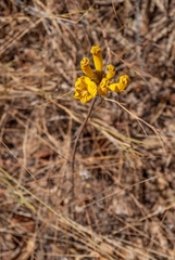 Handroanthus coronatus