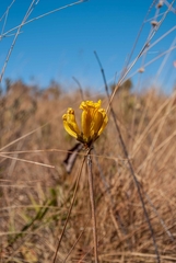 Handroanthus coronatus