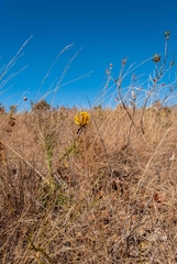 Handroanthus coronatus