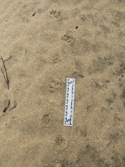 Spilogale gracilis