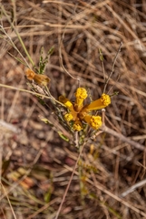 Handroanthus coronatus