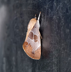 Westermannia superba