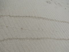 Spilogale gracilis