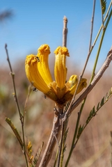 Handroanthus coronatus