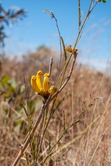 Handroanthus coronatus