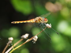 Sympetrum darwinianum