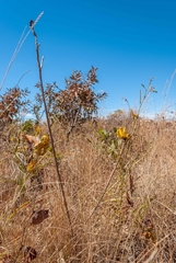 Handroanthus coronatus