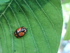 Ogdoecosta biannularis