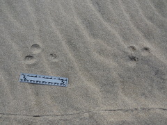 Spilogale gracilis