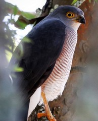 Accipiter tachiro tachiro
