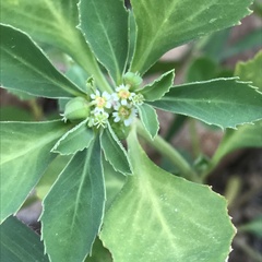 Euphorbia exstipulata