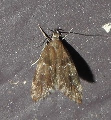 Eido trimaculella