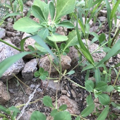 Euphorbia exstipulata