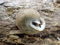 Inflectarius inflectus