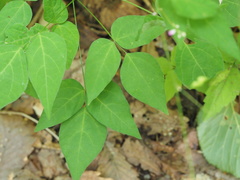 Hylodesmum podocarpum oxyphyllum